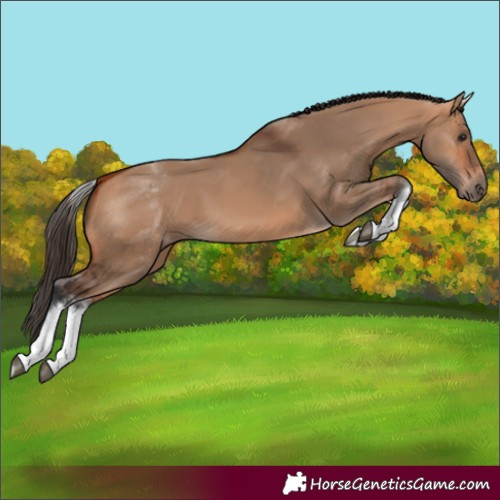 Horse Color:White Spotted Bay Dun