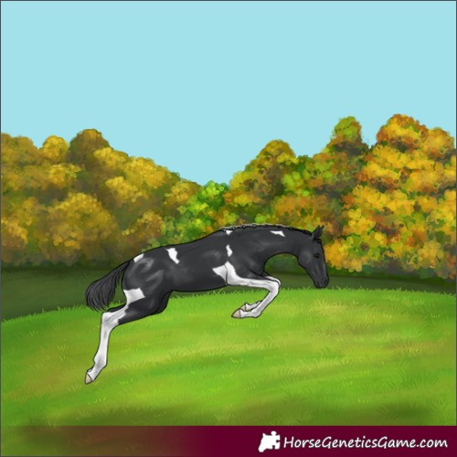 Horse Color:Black Tobiano 