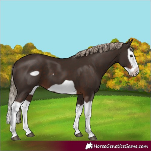 Horse Color:Liver Chestnut Splash Frame