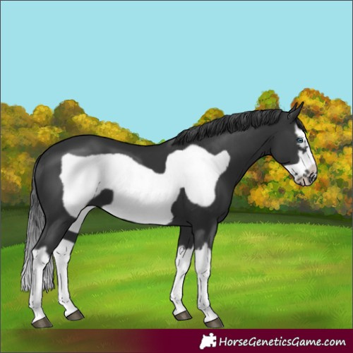 Horse Color:Black Splash Frame