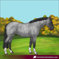 Horse Color:Unknown 