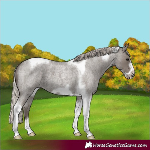 Horse Color:Silver Blue Roan Tobiano Frame 