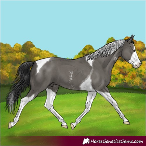 Horse Color:Grullo Sabino Splash Tobiano
