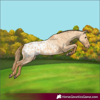 Horse Color:Red Dun Blanket and Red Dun Blanket
