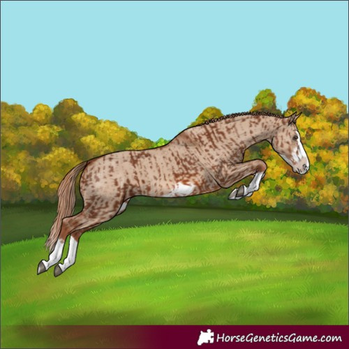 Horse Color:Chestnut Splash Frame and Red Dun Splash Frame