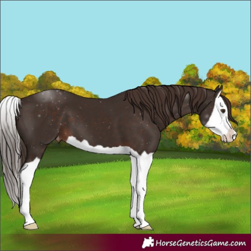 Horse Color:Liver Chestnut Splash Varnish