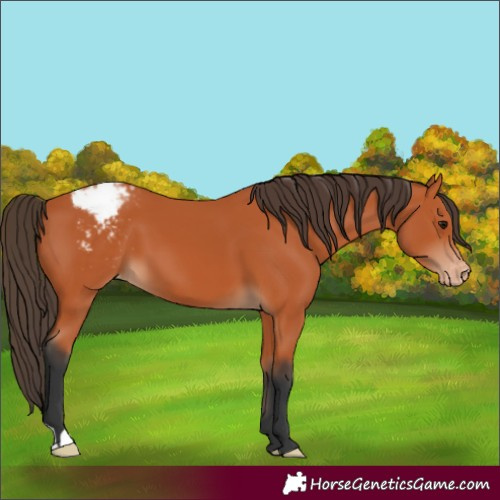 Horse Color:Bay Varnish 