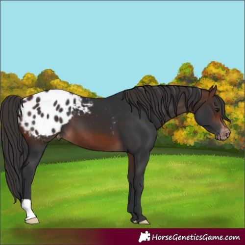 Horse Color:Brown Blanket