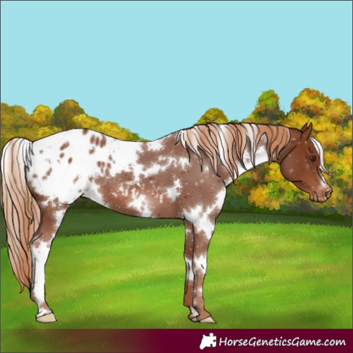 Horse Color:White Spotted Chestnut Blanket