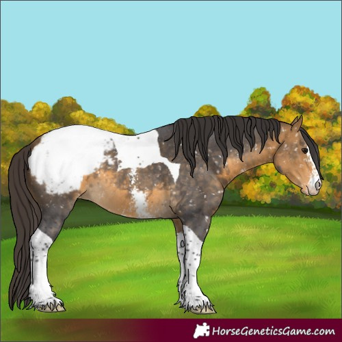 Horse Color:Buckskin Sabino Tobiano Snowcap