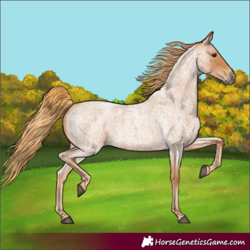 Horse Color:Red Roan 