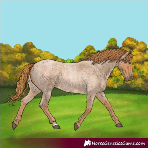Horse Color:Red Roan