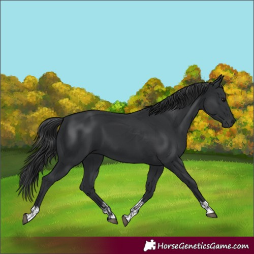 Horse Color:Unknown 