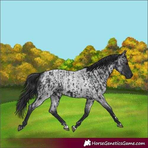Horse Color:Black  and Blue Roan 