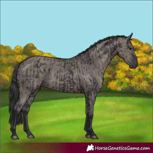Horse Color:Black and Grullo