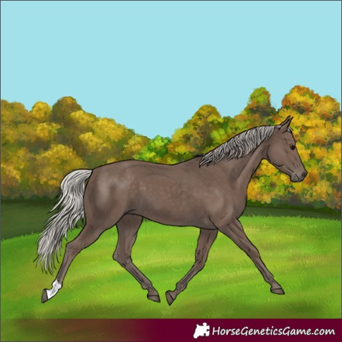 Horse Color:Silver Black 