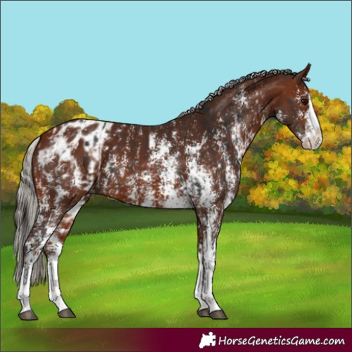 Horse Color:Bay Sabino Splash Blanket  and Silver Bay Sabino Splash Blanket 
