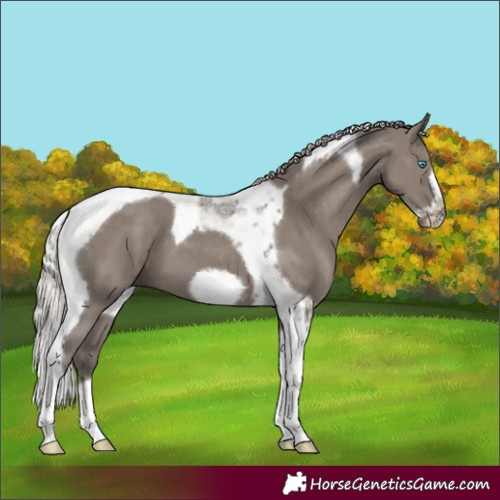 Horse Color:Silver Grullo Tobiano Frame 