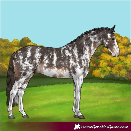Horse Color:Liver Chestnut Sabino 