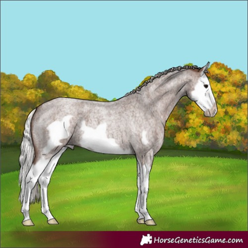 Horse Color:Silver Blue Roan Splash Frame