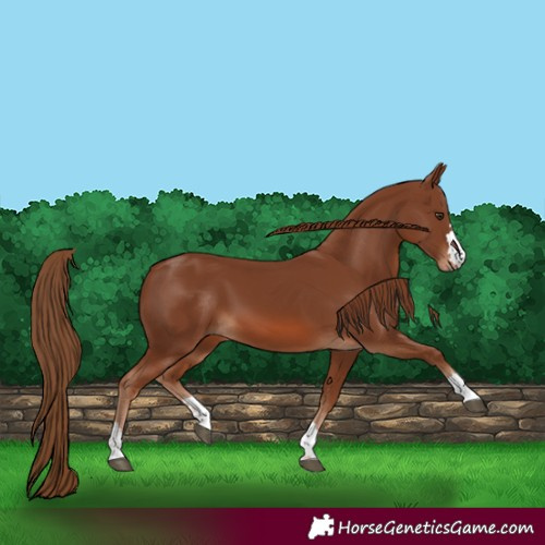 Horse Color:Chestnut 