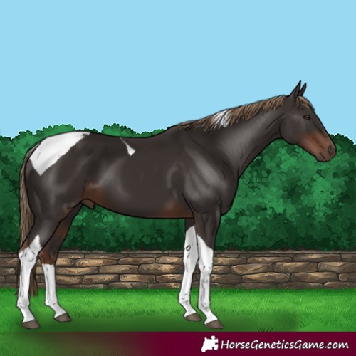 Horse Color:Liver Chestnut Tobiano 