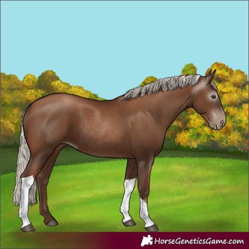Horse Color:Gray Silver Black Pearl Tobiano