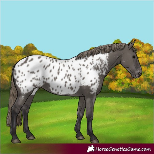Horse Color:Smoky Grullo Near Leopard 