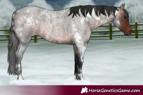 Horse Color:White Spotted Brown Roan Rabicano 