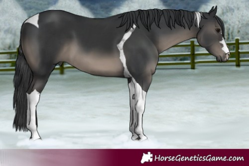 Horse Color:Black Tobiano