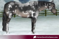 Horse Color:White Spotted Black Tobiano