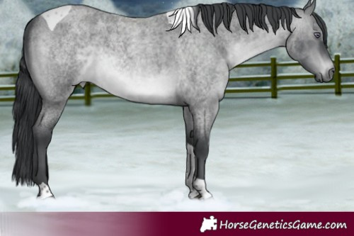Horse Color:Brown Chinchilla Roan Tobiano 
