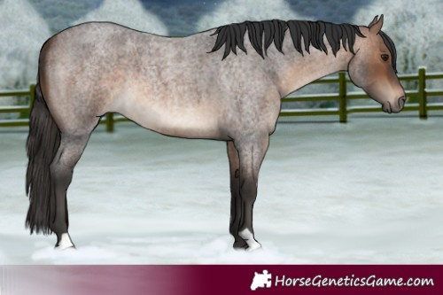 Horse Color:Brown Roan 