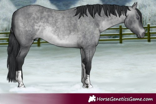 Horse Color:Brown Chinchilla Roan Tobiano 