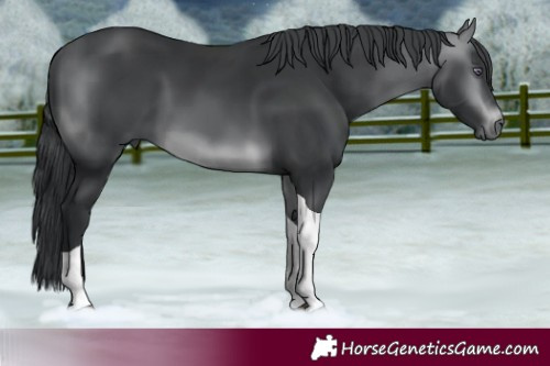 Horse Color:Brown Chinchilla Tobiano 