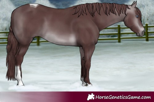Horse Color:Chocolate Brown Chinchilla Tobiano