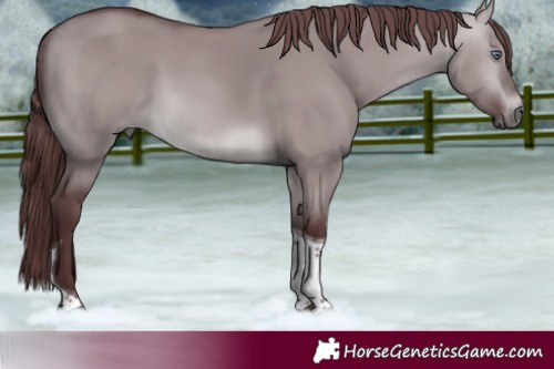 Horse Color:Chocolate Brown Chinchilla Dun Tobiano 