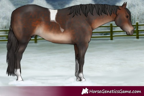 Horse Color:Brown Tobiano