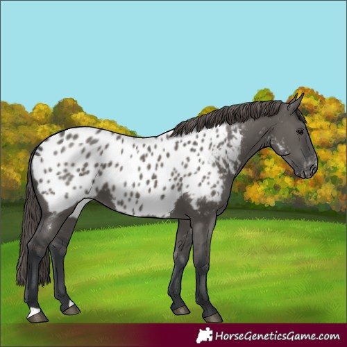 Horse Color:Grullo Near Leopard 