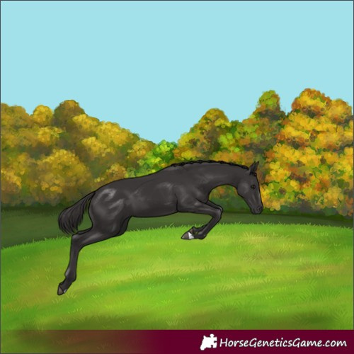 Horse Color:Smoky Black 