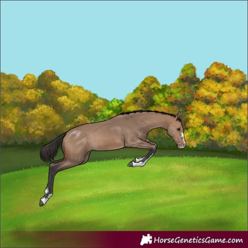 Horse Color:Brown Dun Sabino Rabicano 