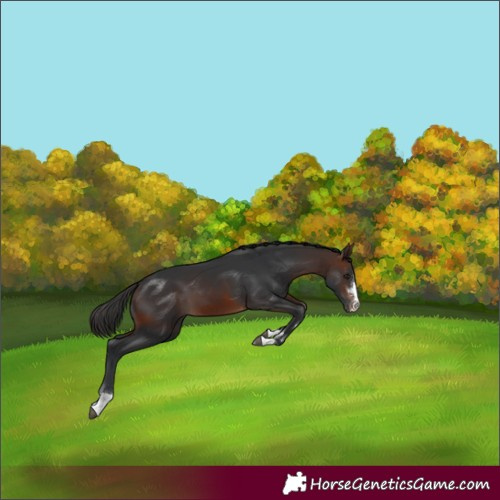Horse Color:Brown 