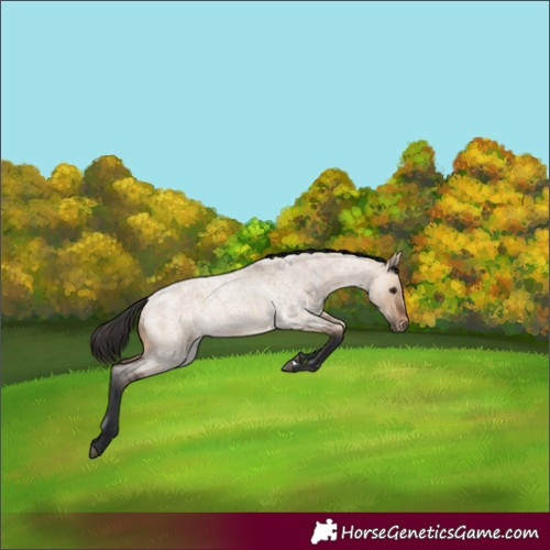 Horse Color:Bay Roan Dun 