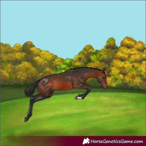 Horse Color:Brown 