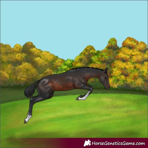 Horse Color:Brown Tobiano
