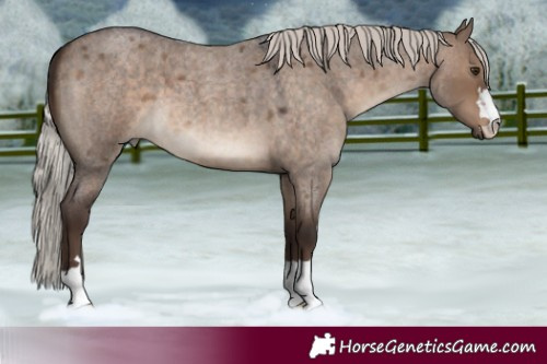Horse Color:Silver Brown Roan Dun