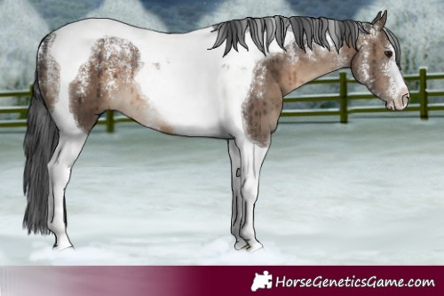 Horse Color:Powder White Brown Dun Tobiano Brindle