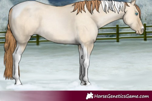 Horse Color:Buckskin Dun Tobiano 