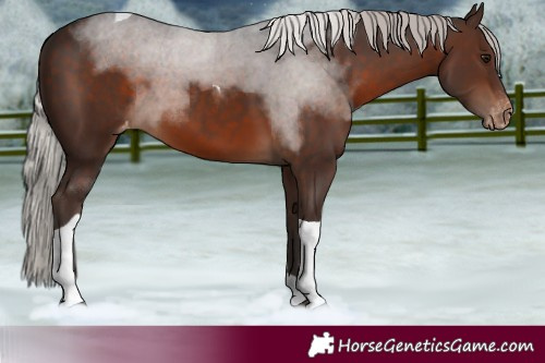 Horse Color:Silver Brown Tobiano Skewed LP Spotted