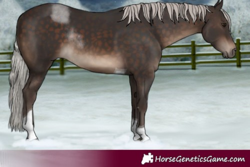 Horse Color:Silver Brown Tobiano 